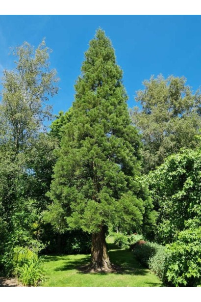 Секвоя велетеньска